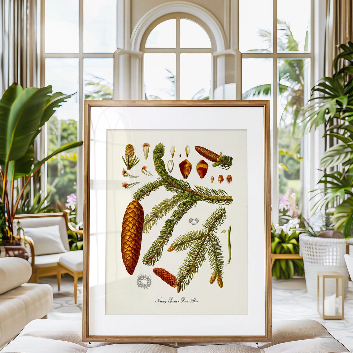 Norway Spruce Picea Abies Cones Detailed Botanical Study Poster - Image 3