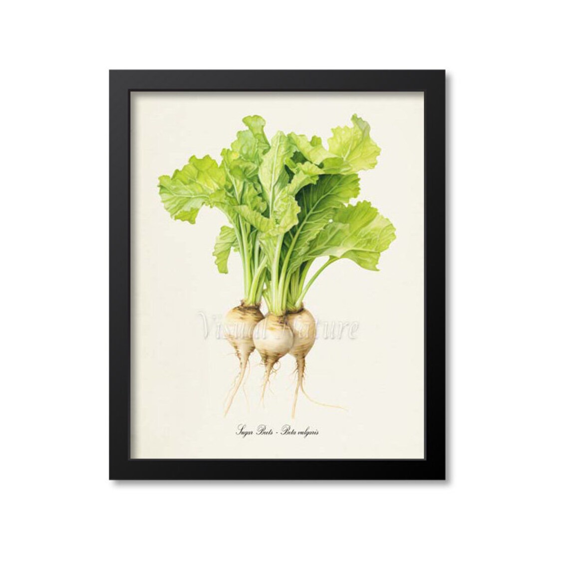 Sugar Beets Botanical Art Print, Garden Decor