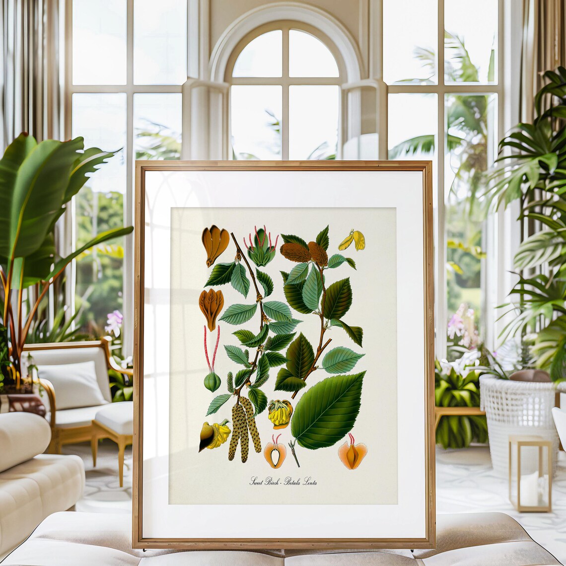Sweet Birch Botanical Art Print, Kitchen Wall Art - Image 3