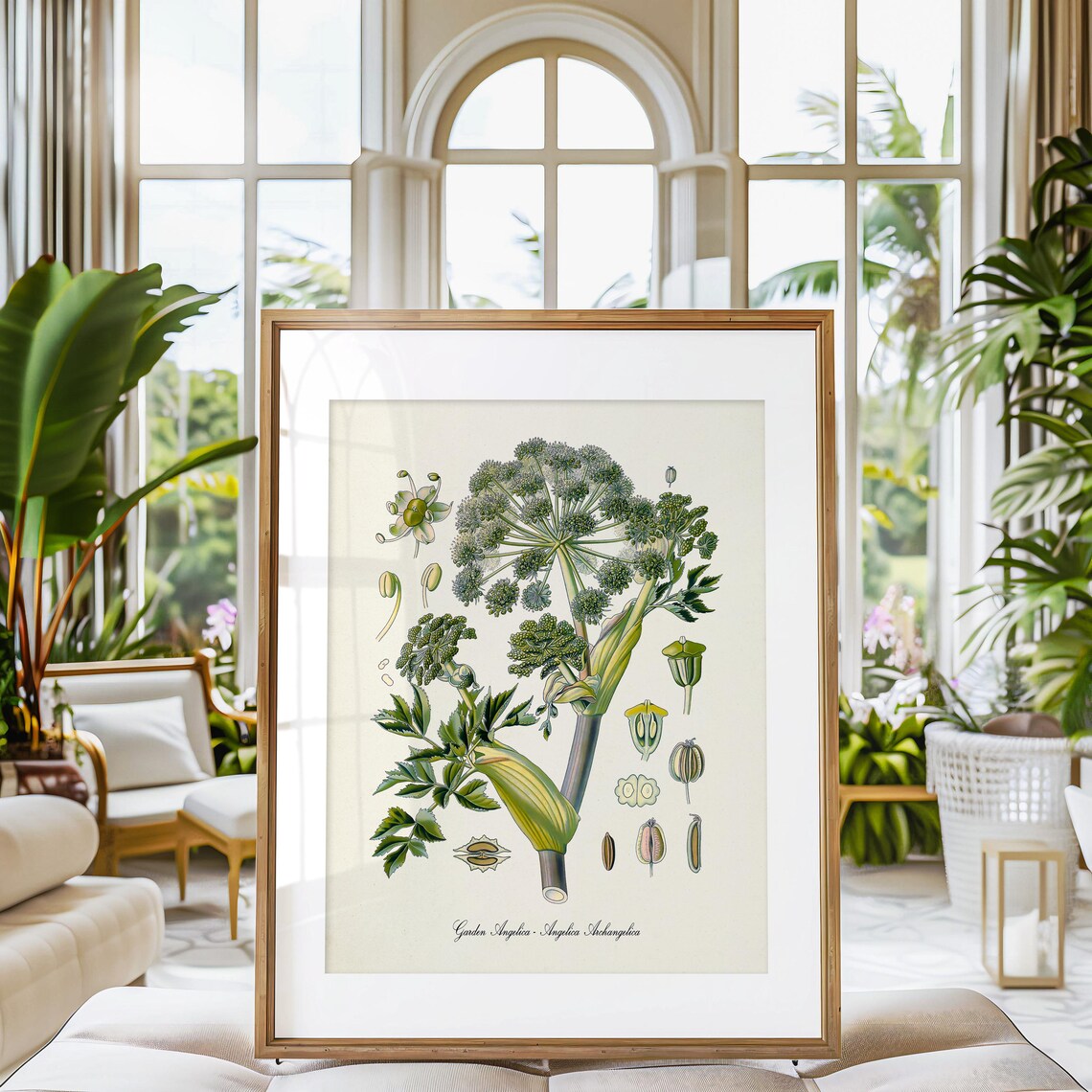 Garden Angelica Botanical Art Print, Wild Celery - Image 3