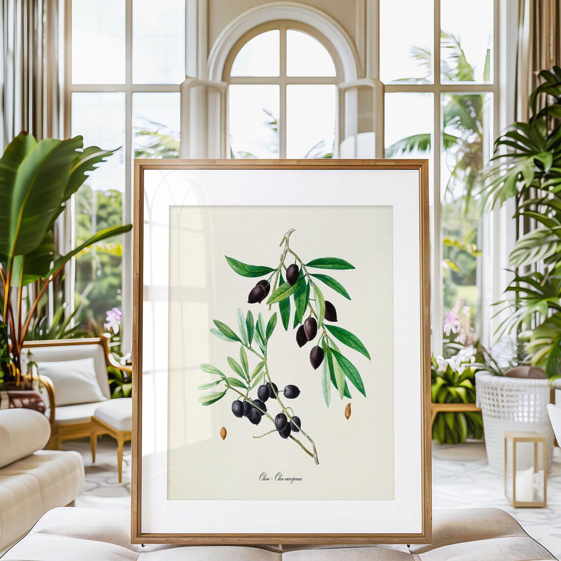 Olive Botanical Art Print, Kitchen Wall Decor - Image 3
