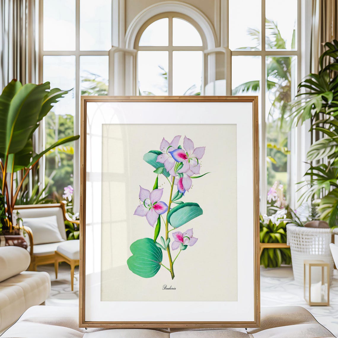 Bauhinia Pink Orchid Like Blooms Vintage Botanical Study Poster - Image 3