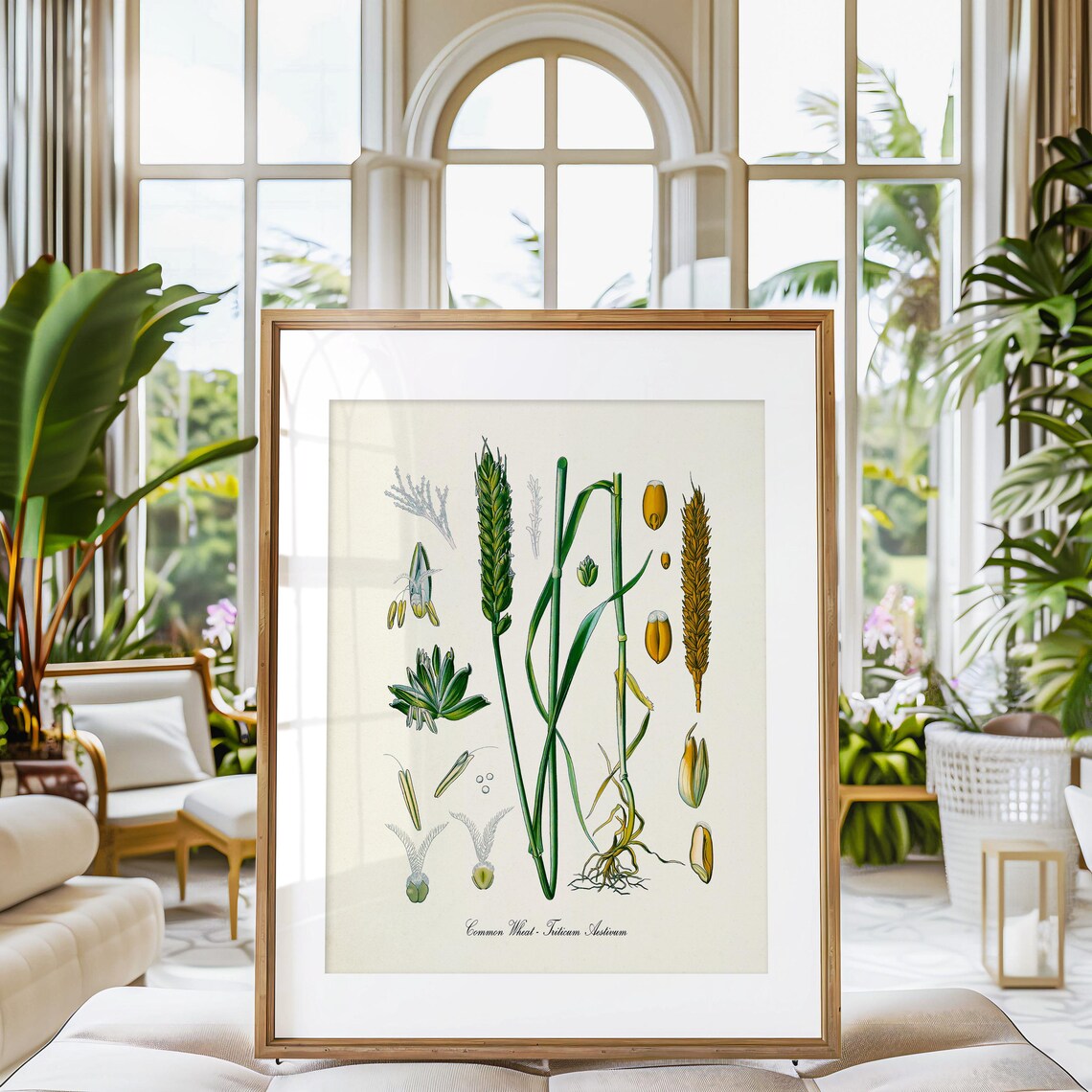 Common Wheat Botanical Art Print, Triticum Aestivum - Image 3