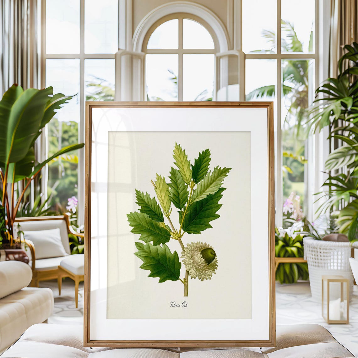 Valonia Oak Leafy Branch with Mossy Acorn Botanical Study Poster - Image 3