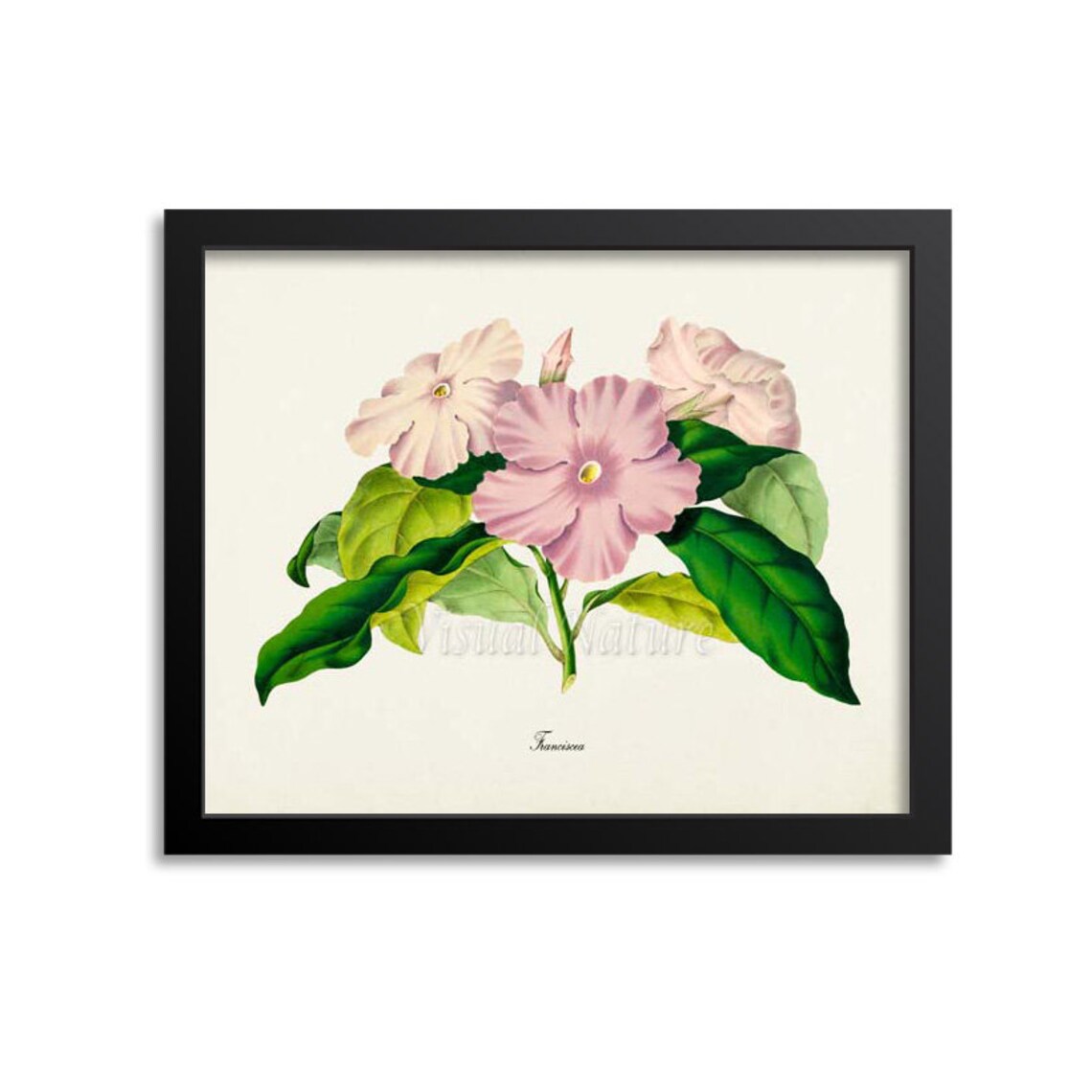 Francisca Pink Blossoms Vintage Botanical Flower Classic Poster