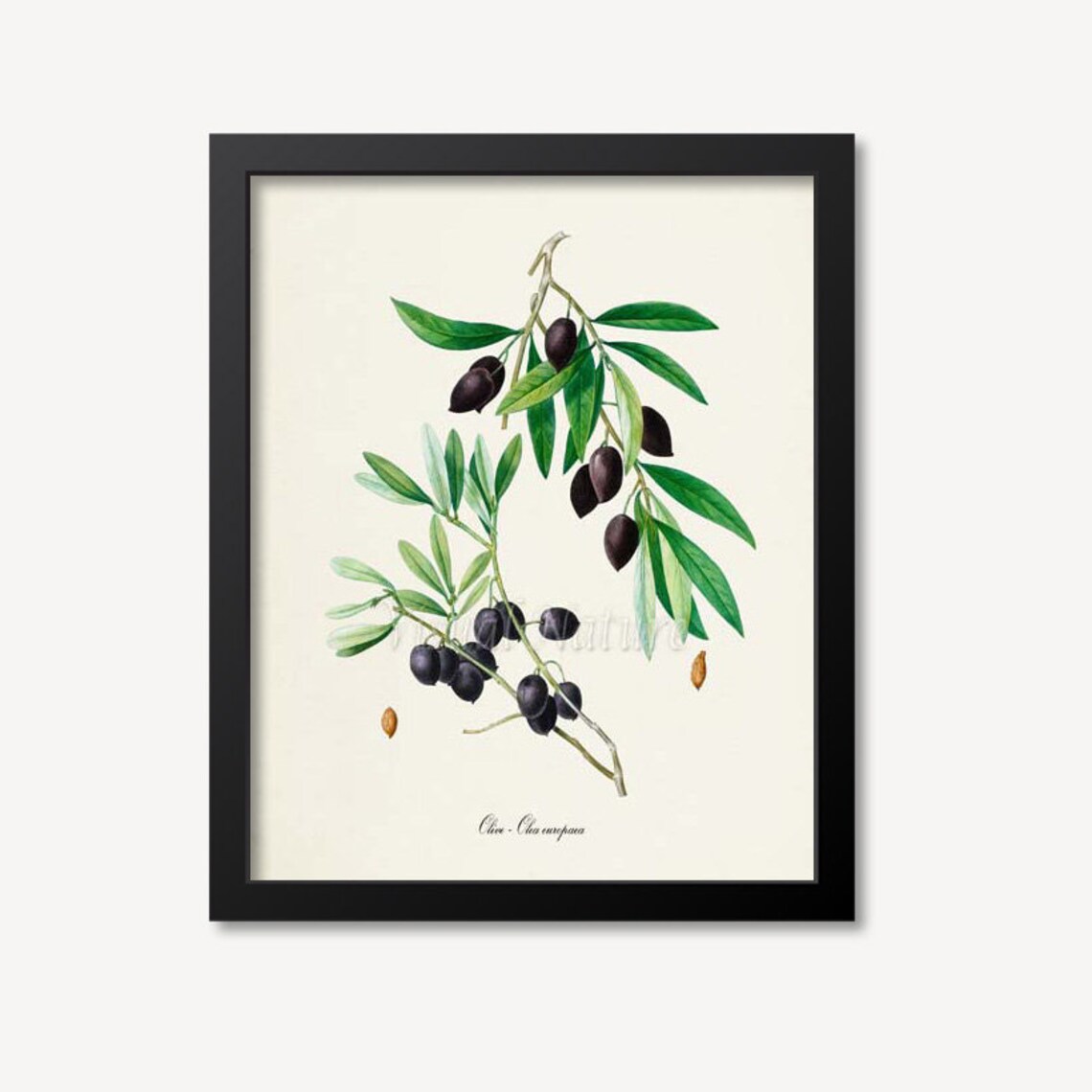 Olive Botanical Art Print, Kitchen Wall Decor