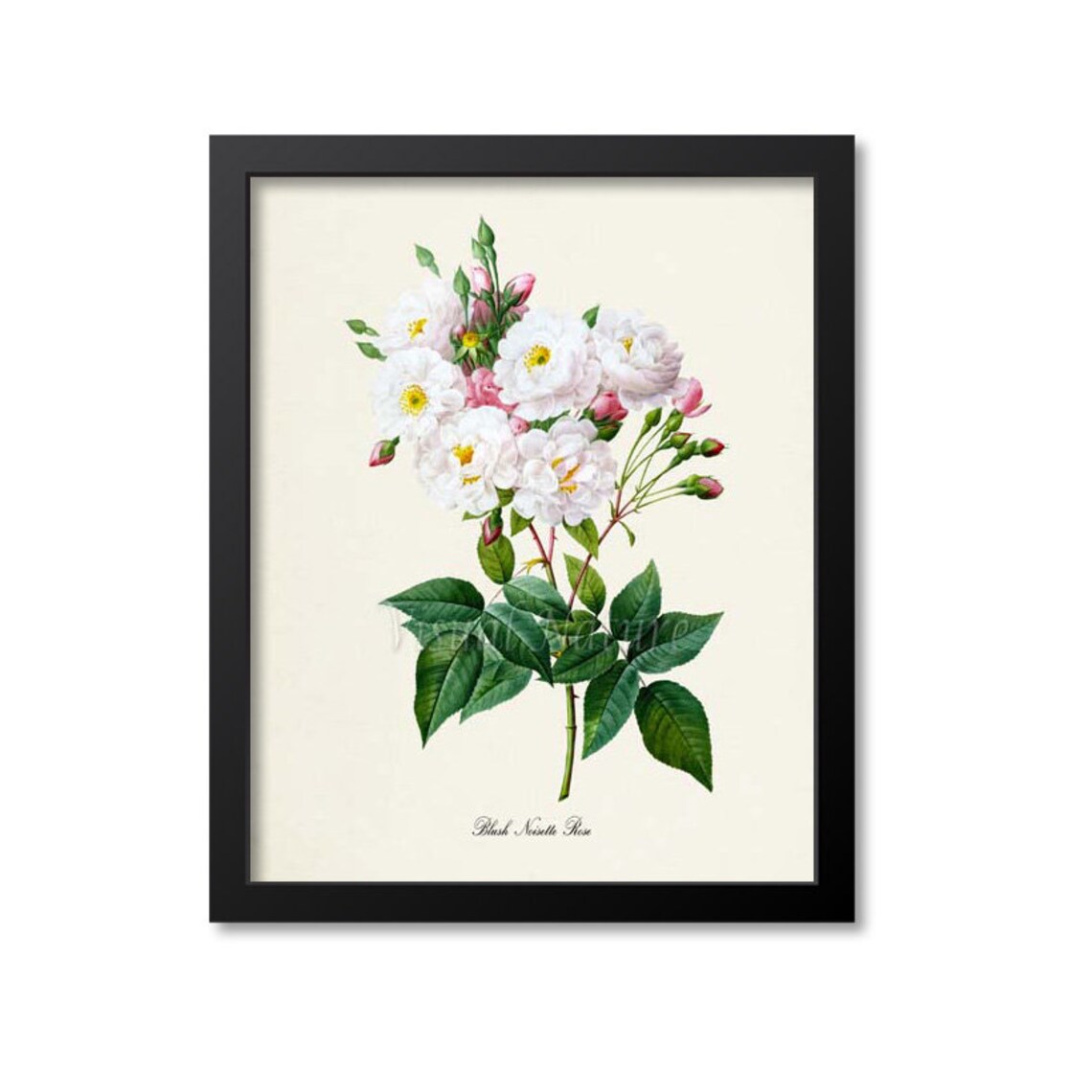 Blush Noisette Rose Botanical Art Print, White Rose