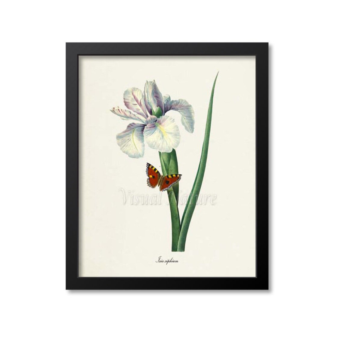 Spanish Iris Ixia Xiphium Botanical Art Print