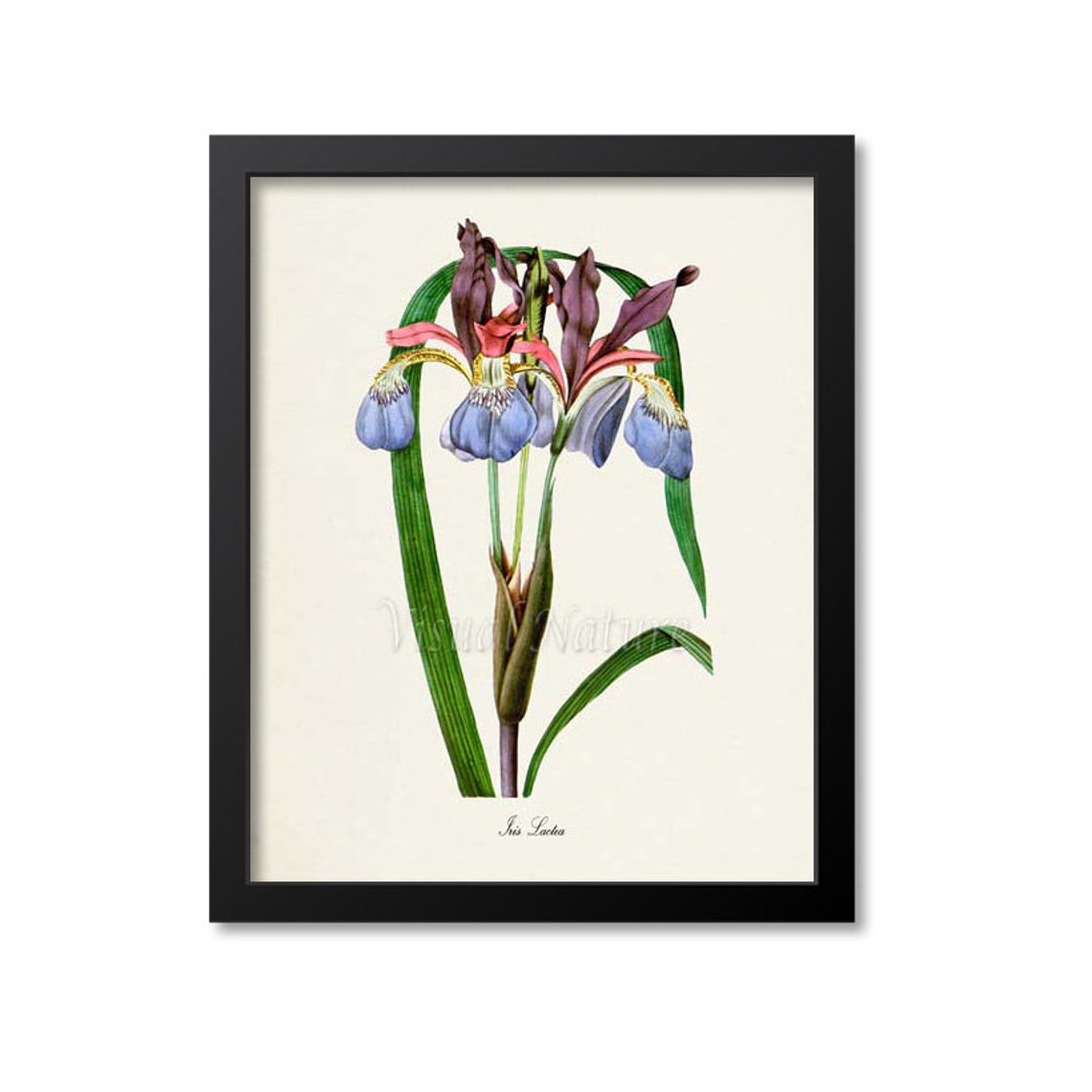 Iris Lactea Blue and Burgundy Botanical Print Vintage Floral Study