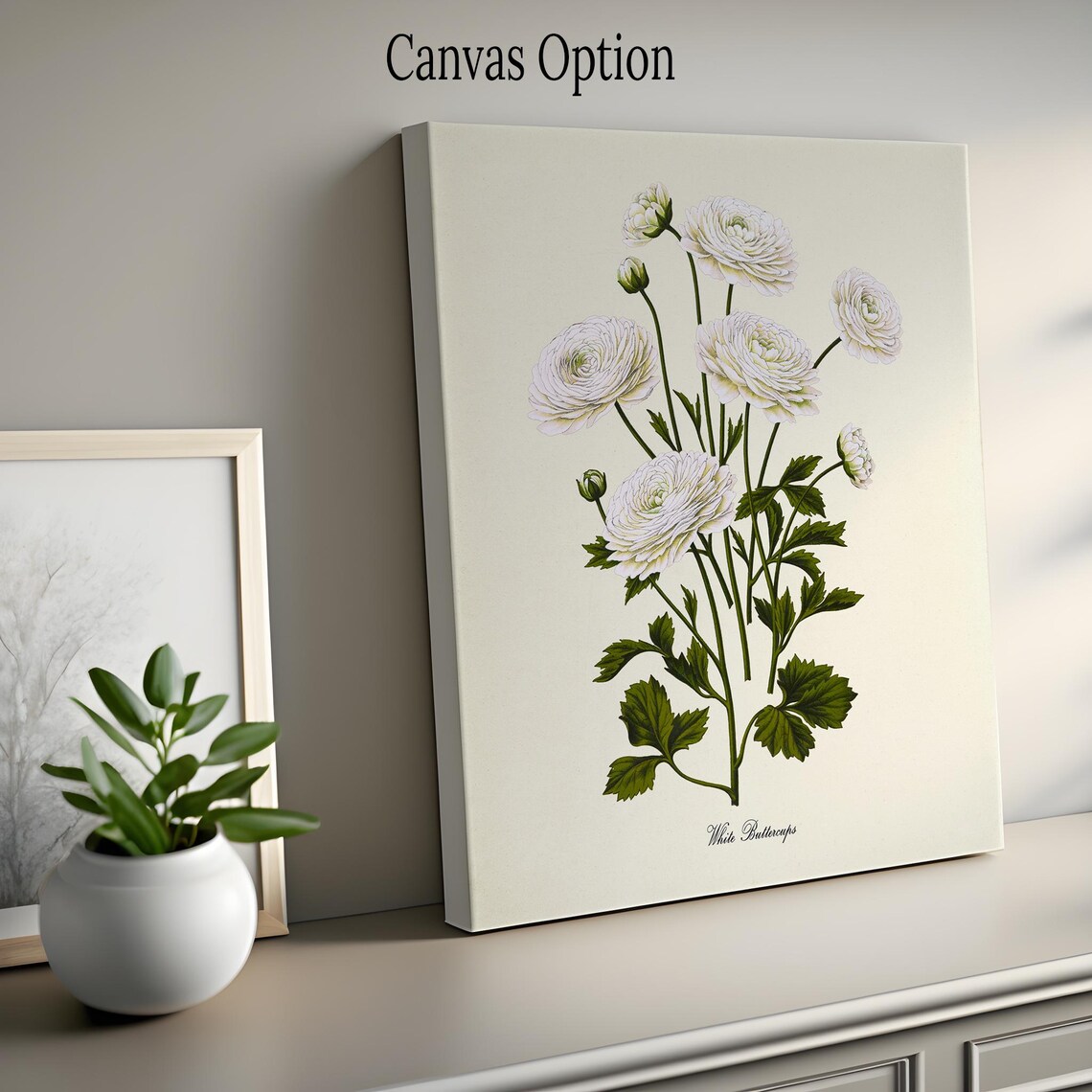 White Buttercups Botanical Art Print, Floral Study - Image 2