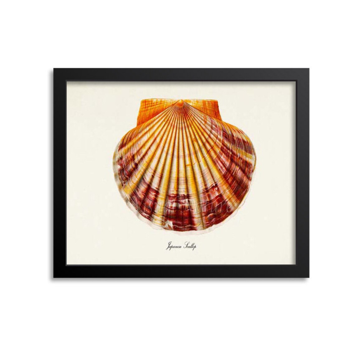 Japanese Scallop Shell Art Print, Ocean Decor