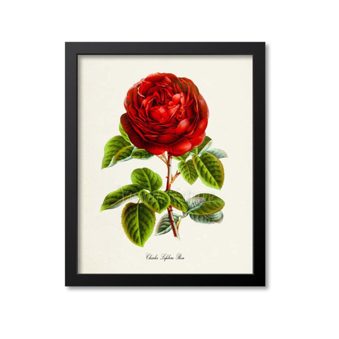 Red Rose by Charles Lefebvre, Botanical Art Print