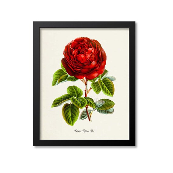 Red Rose by Charles Lefebvre, Botanical Art Print
