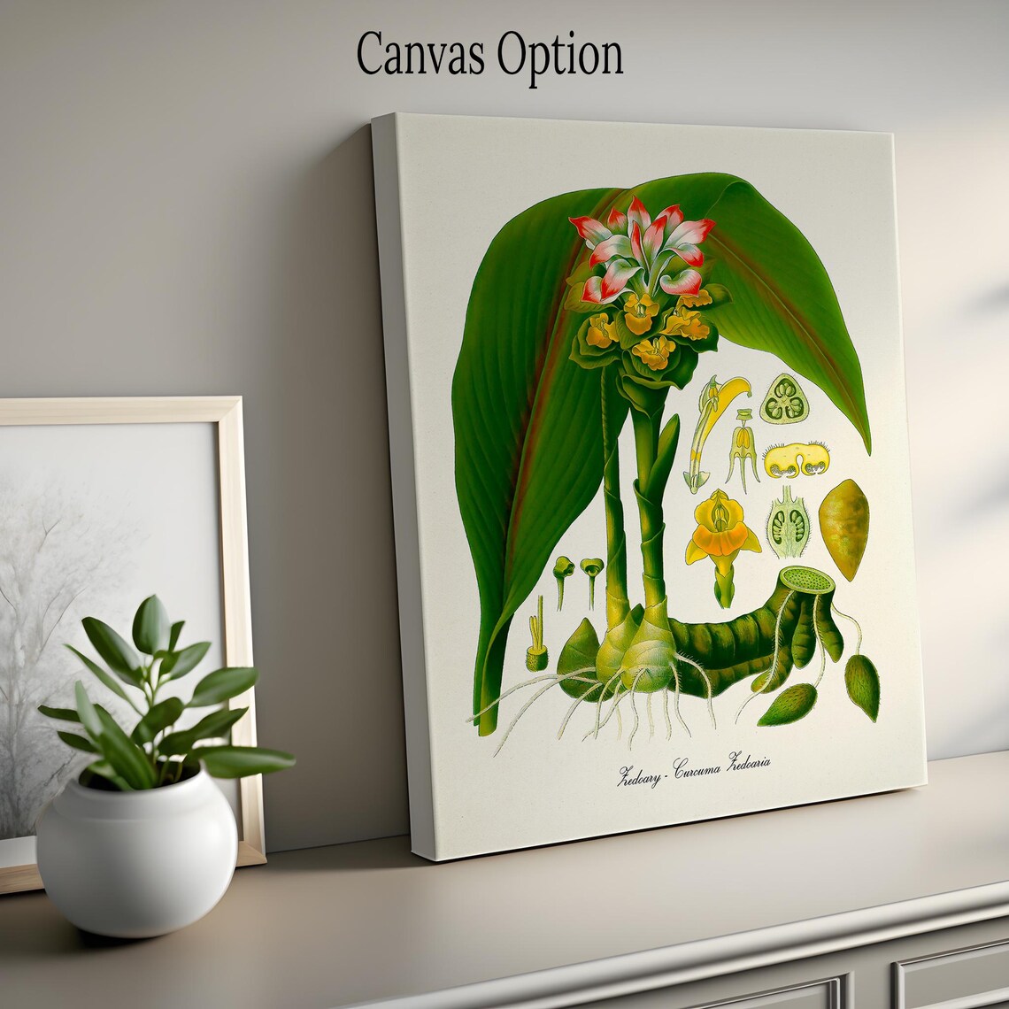 Zedoary Curcuma Zedoaria Vintage Botanical Anatomy Illustration Poster - Image 2
