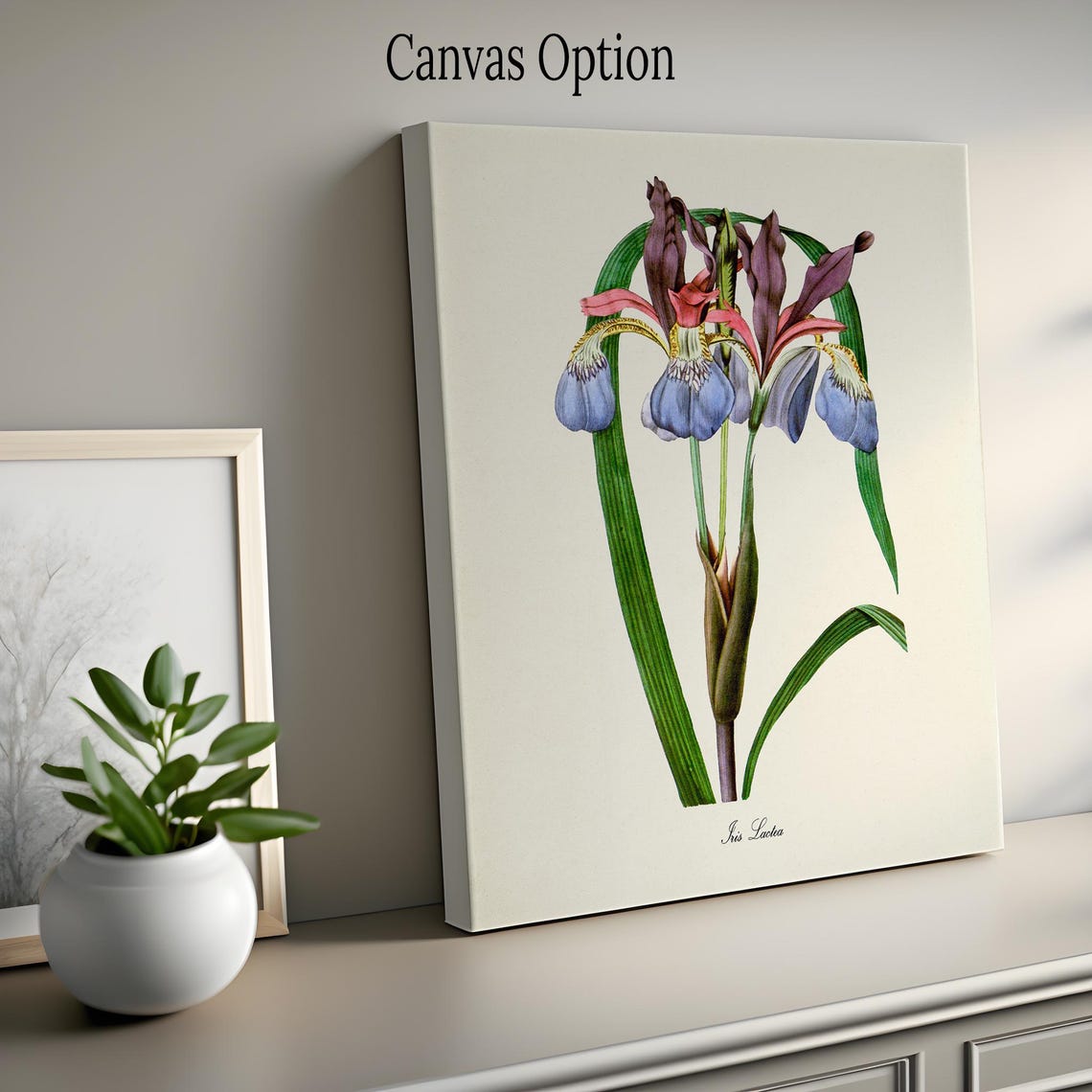 Iris Lactea Blue and Burgundy Botanical Print Vintage Floral Study - Image 2