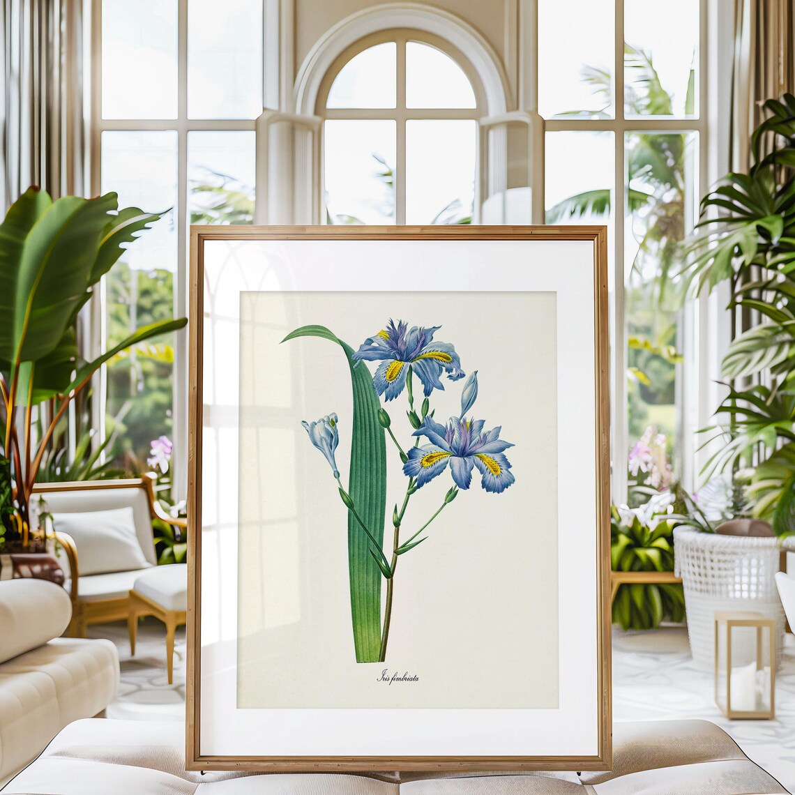 Fringed Iris and Butterfly Botanical Art Print, Redouté-Style - Image 3