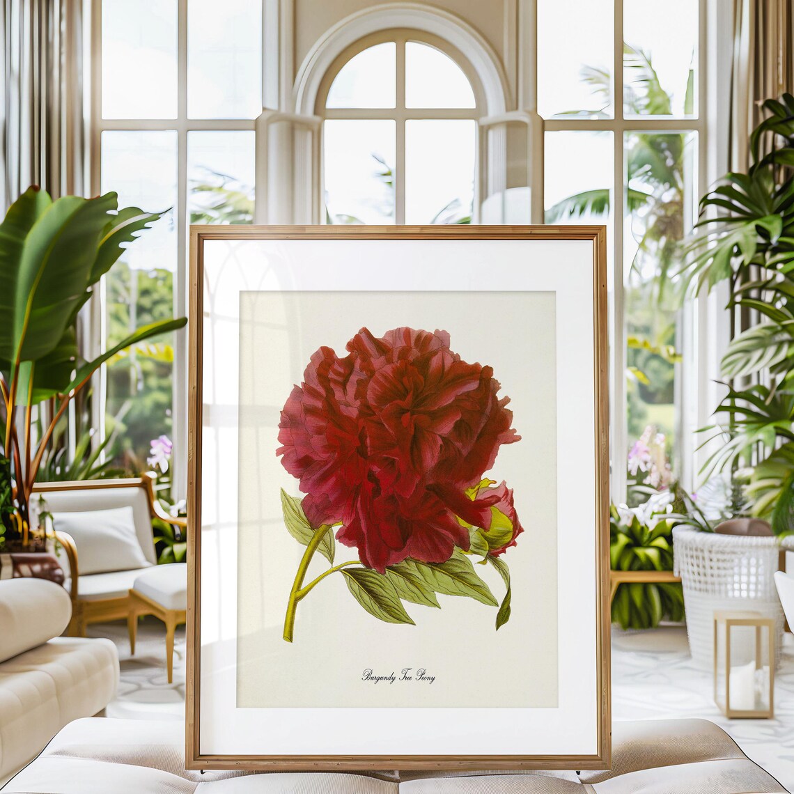 Burgundy Tree Peony Flower Botanical Art Print - Image 3