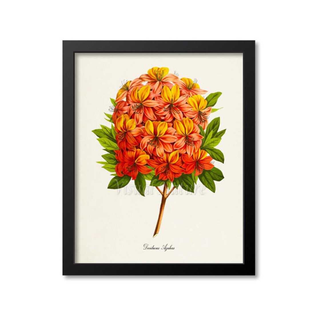 Deciduous Azaleas Botanical Flower Art Print
