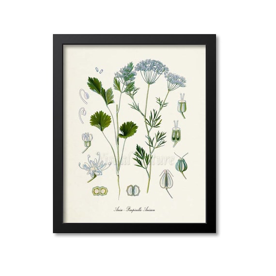 Anise Botanical Art Print, Pimpinella Anisum Study