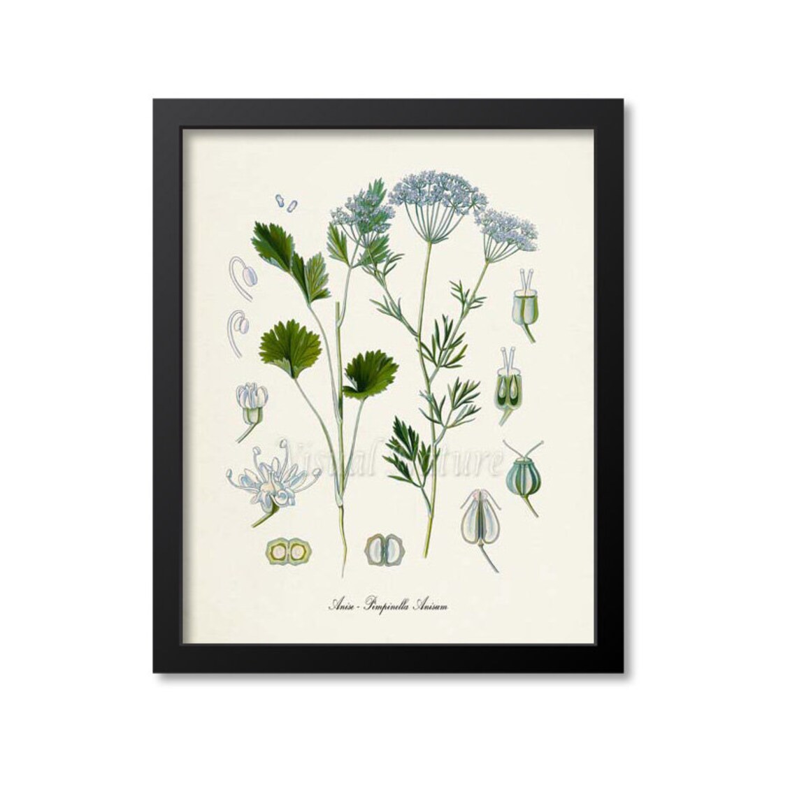 Anise Botanical Art Print, Pimpinella Anisum Study