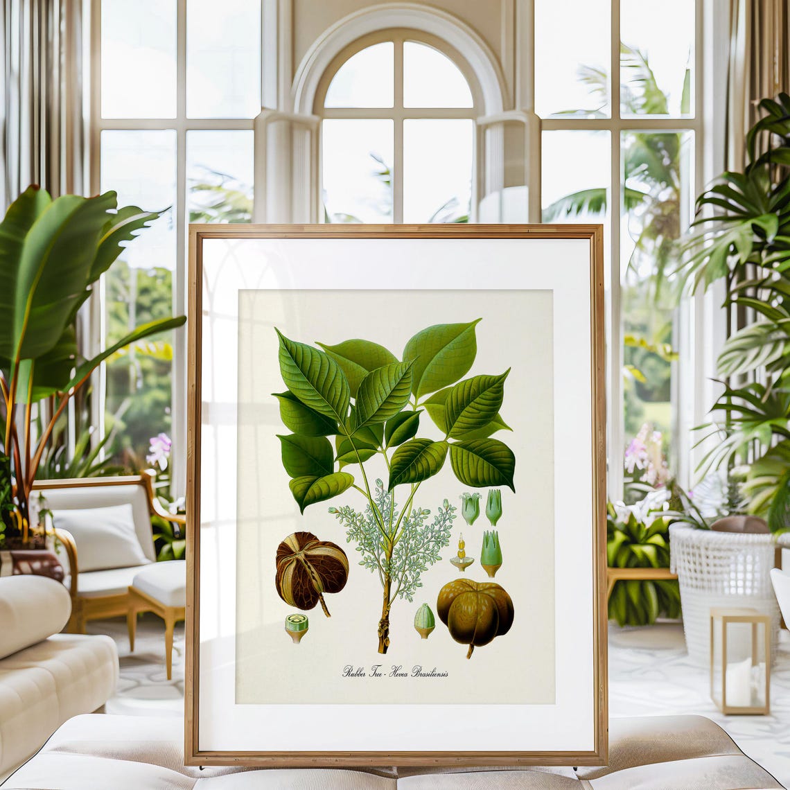Rubber Tree Hevea Brasiliensis Antique Botanical Science Plate Poster - Image 3