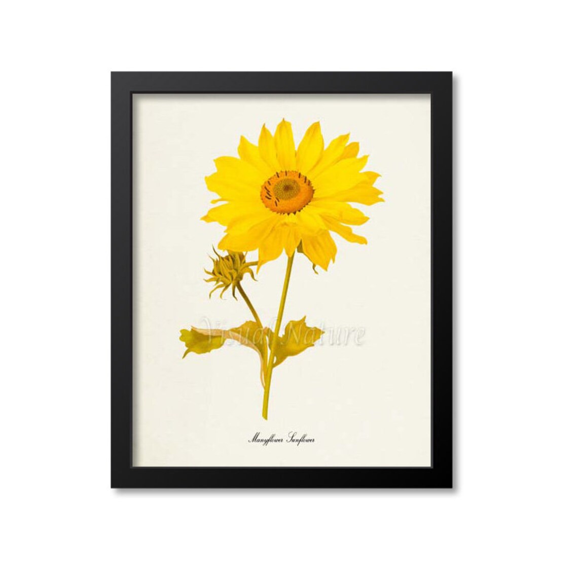 Manyflower Sunflower Botanical Wall Art Print