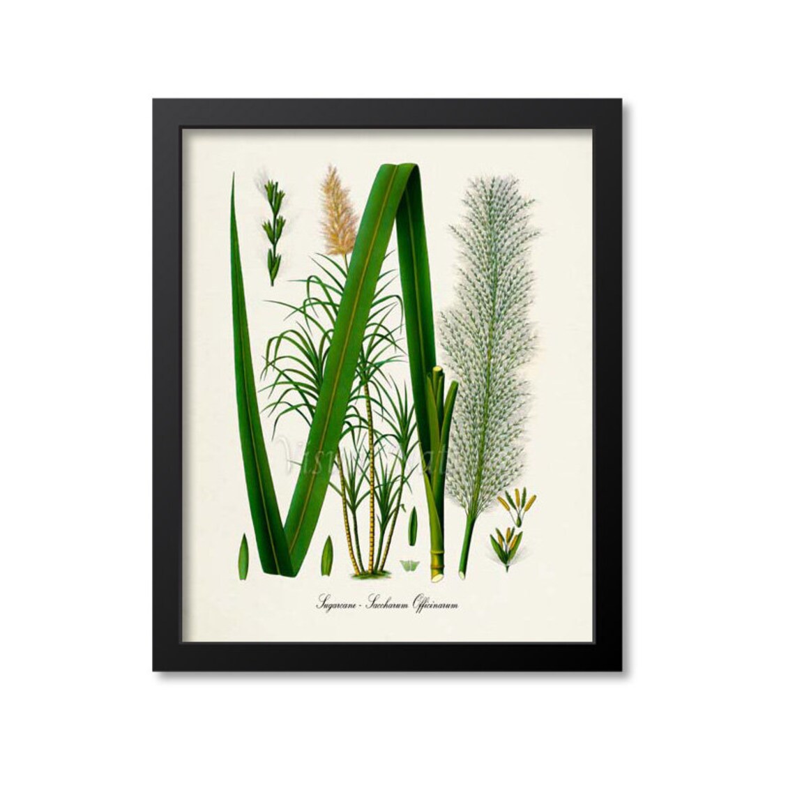 Sugarcane Botanical Art Print, Kitchen Wall Decor