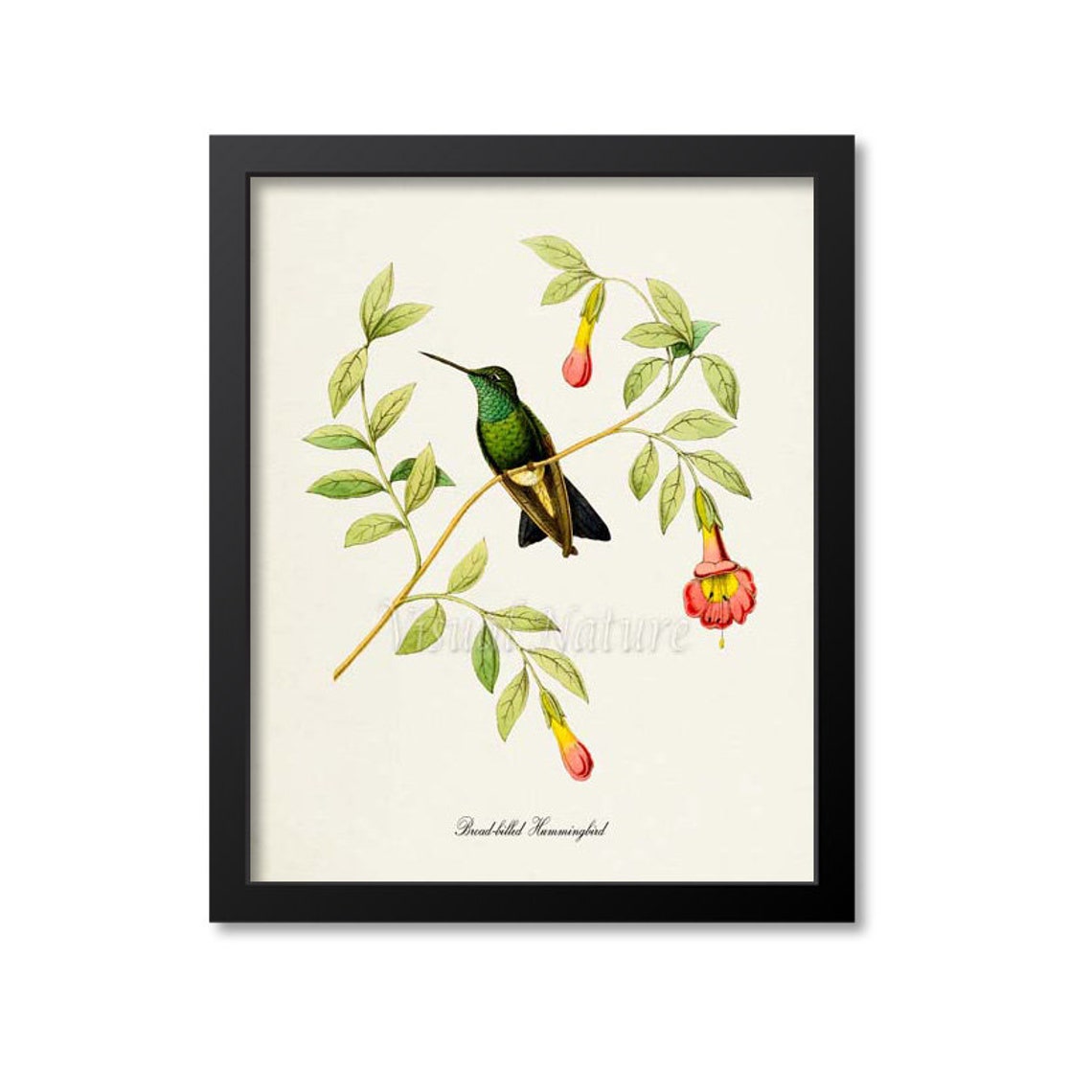 Broad Billed Hummingbird Vintage Naturalist Bird Illustration Poster