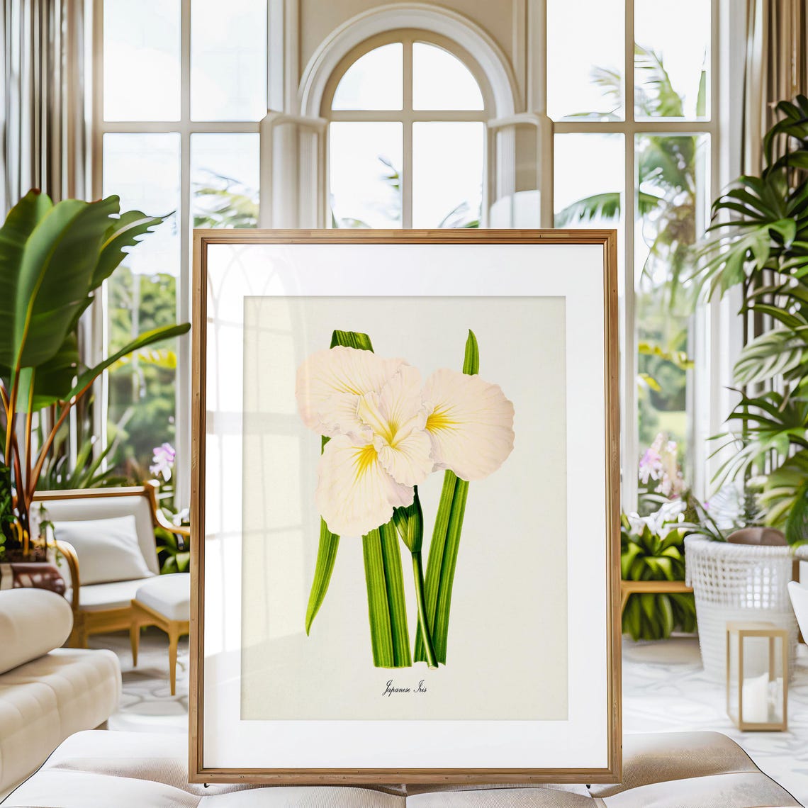 White Japanese Iris Flower with Yellow Center Botanical Art Poster - Image 3