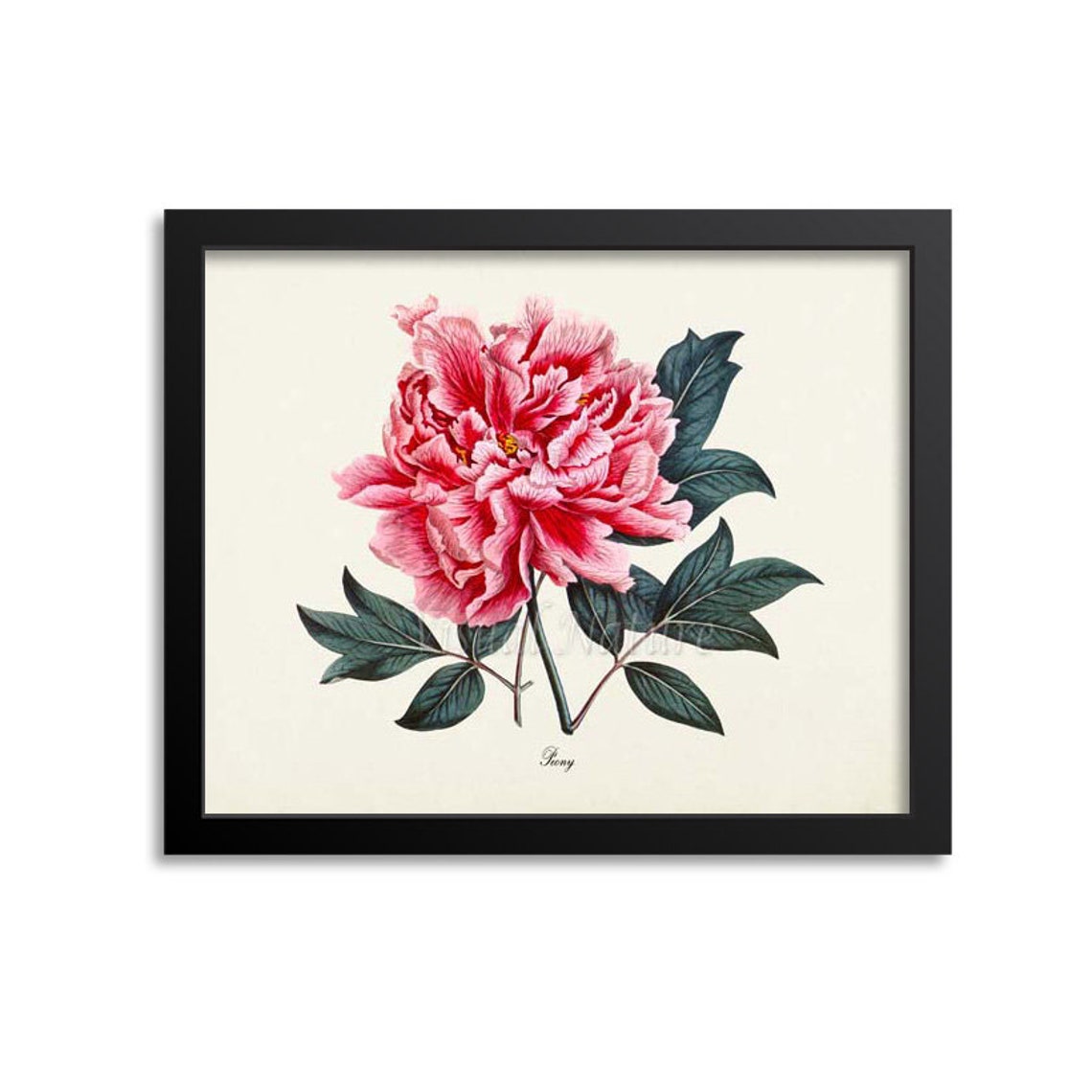 Lush Pink Peony Full Bloom Romantic Vintage Botanical Poster