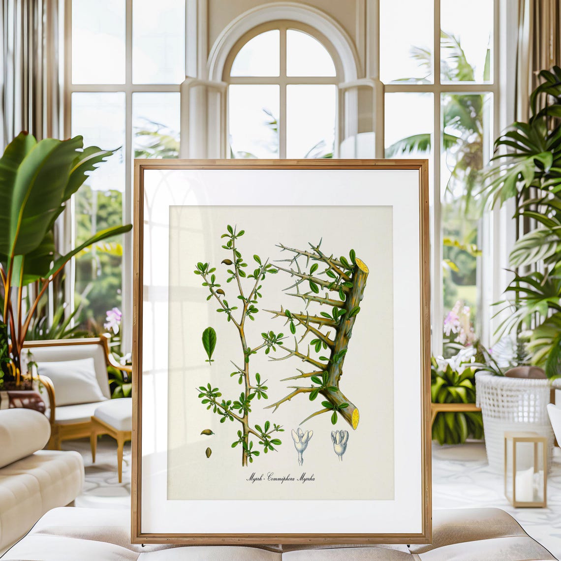 Myrrh Commiphora Myrrha Thorny Branch Antique Botanical Poster - Image 3