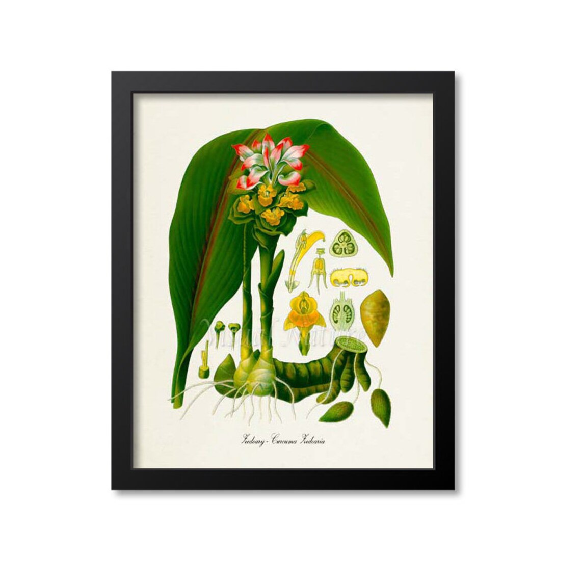 Zedoary Curcuma Zedoaria Vintage Botanical Anatomy Illustration Poster