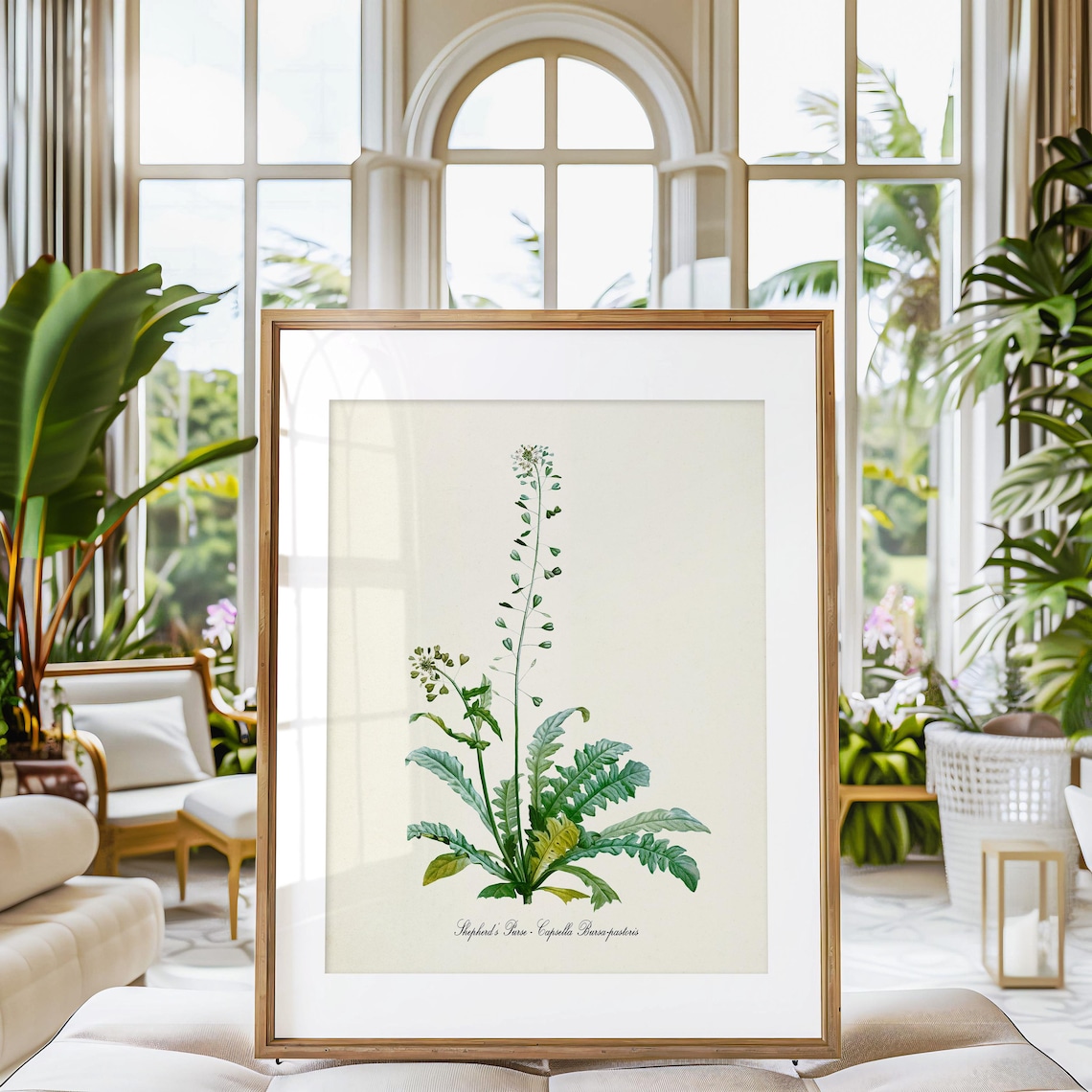 Shepherds Purse Botanical Art Print, Herb Study - Image 3