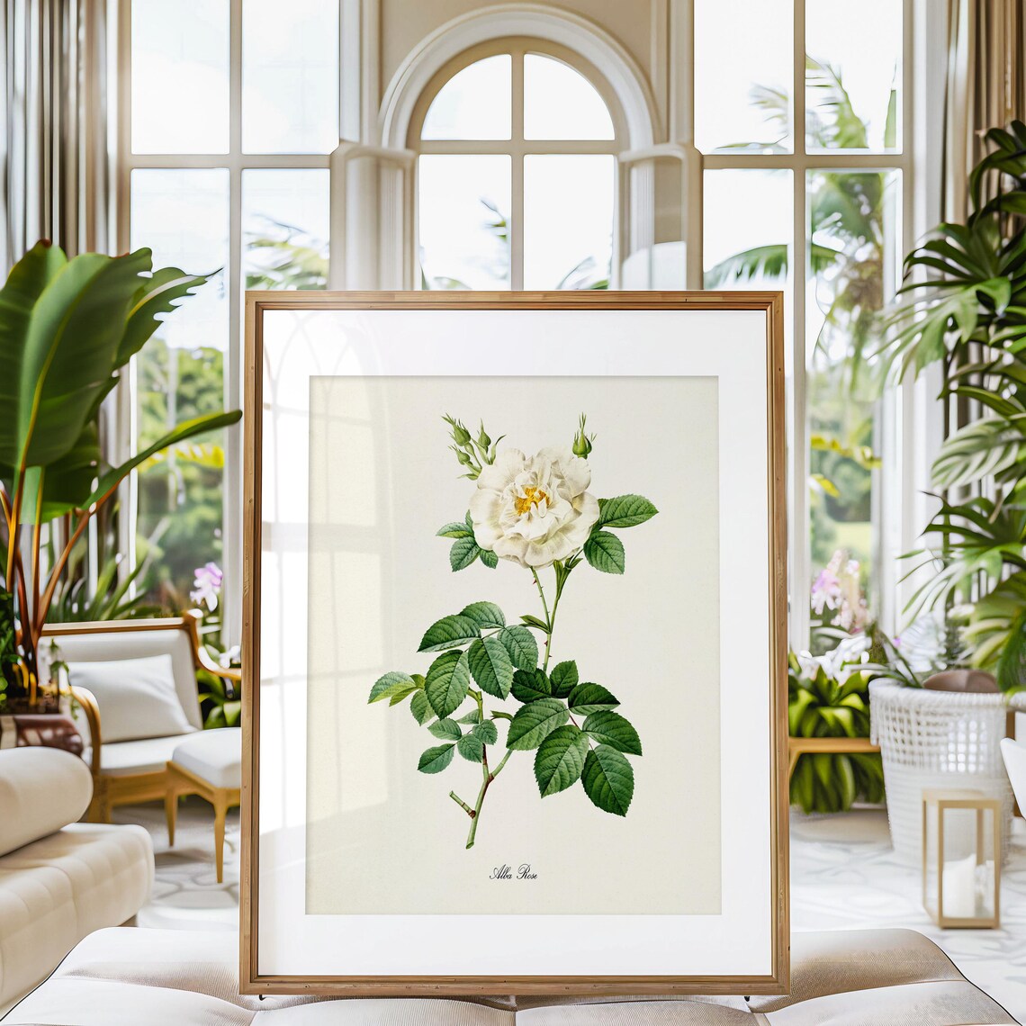 Alba Rose Botanical Art Print, White Rose of York - Image 3
