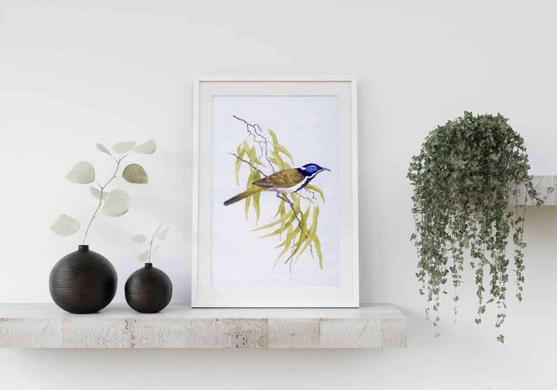 Blue Faced Honeyeater Bird Watercolor Australian Wildlife Art Poster