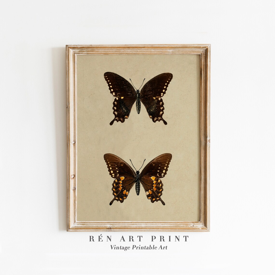 Moth And Butterfly Vintage Farmhouse Art Print