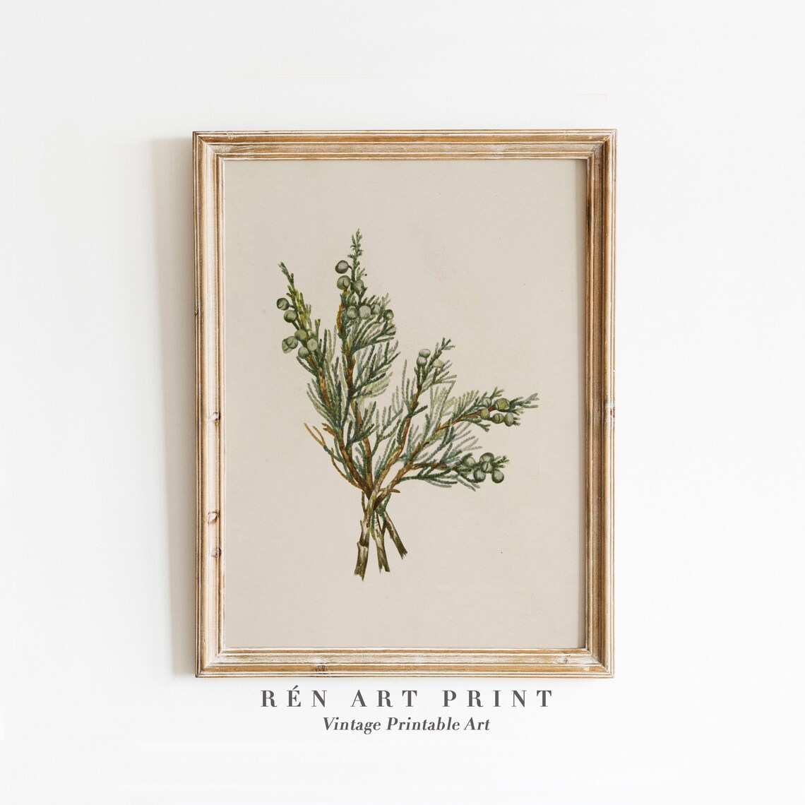 Juniper Branch Vintage Winter Botanical Art Print