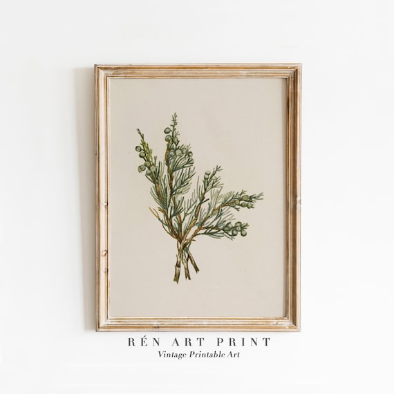 Juniper Branch Vintage Winter Botanical Art Print