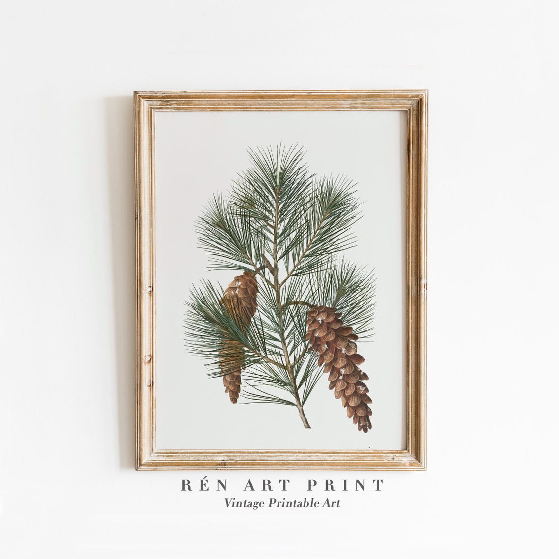 Evergreen Pine Branch with Pinecones Vintage Botanical Art Print