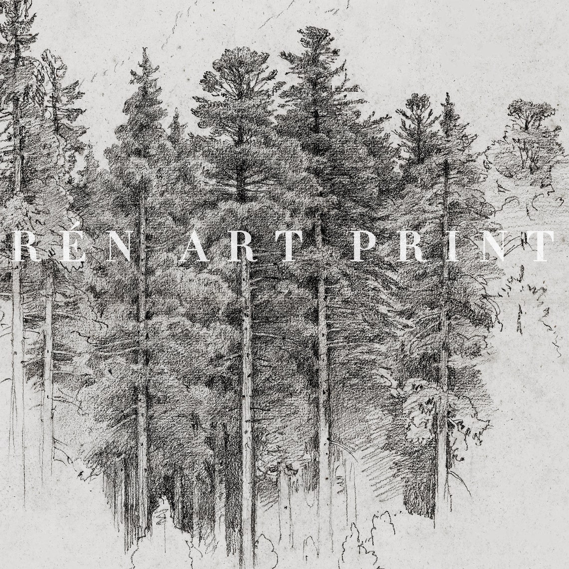 Pine Trees Pencil Sketch Study Vintage Black and White Drawing Print - Image 3