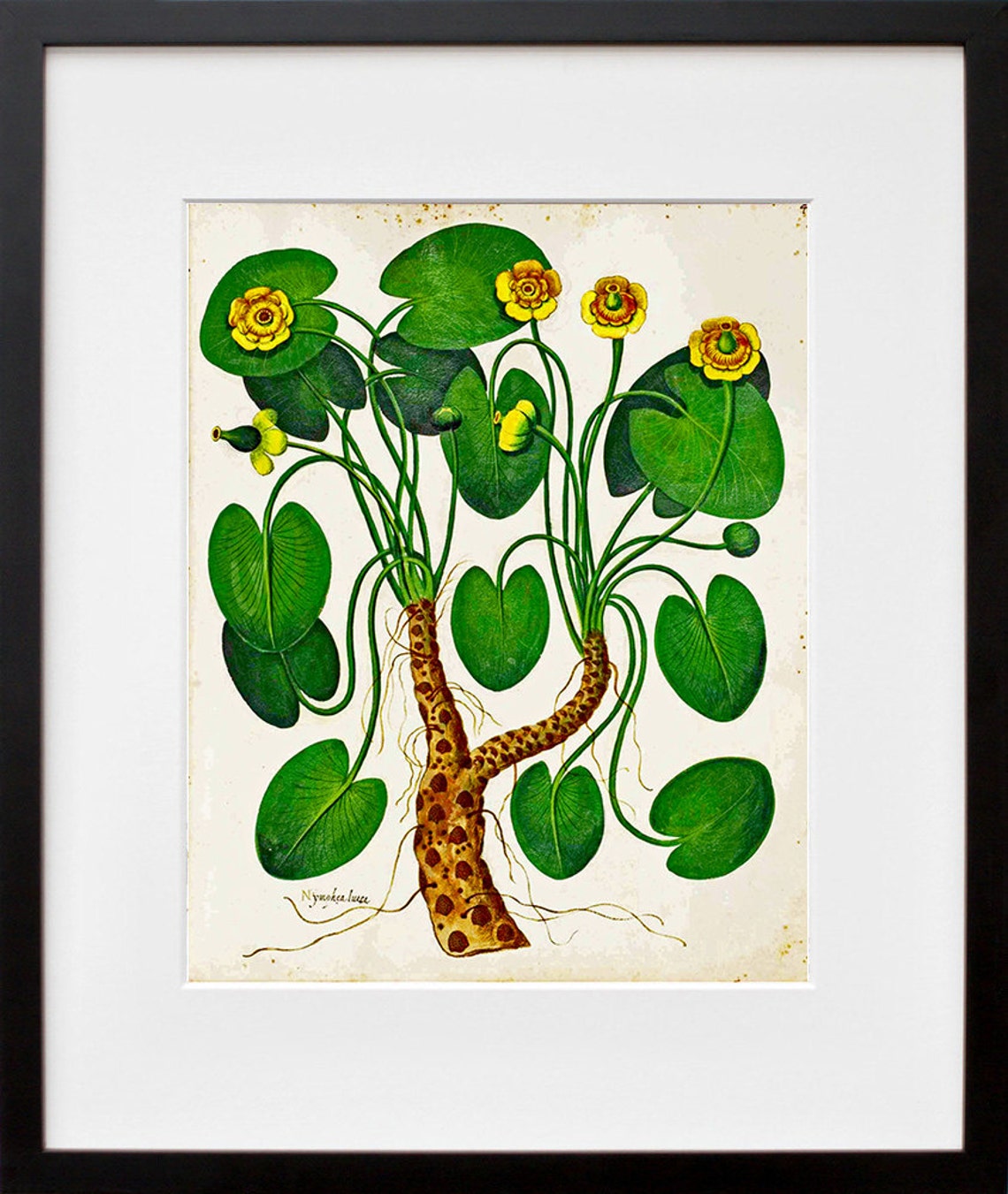 Nymphaea Lutea Vintage Botanical Water Lily Illustration Art Print