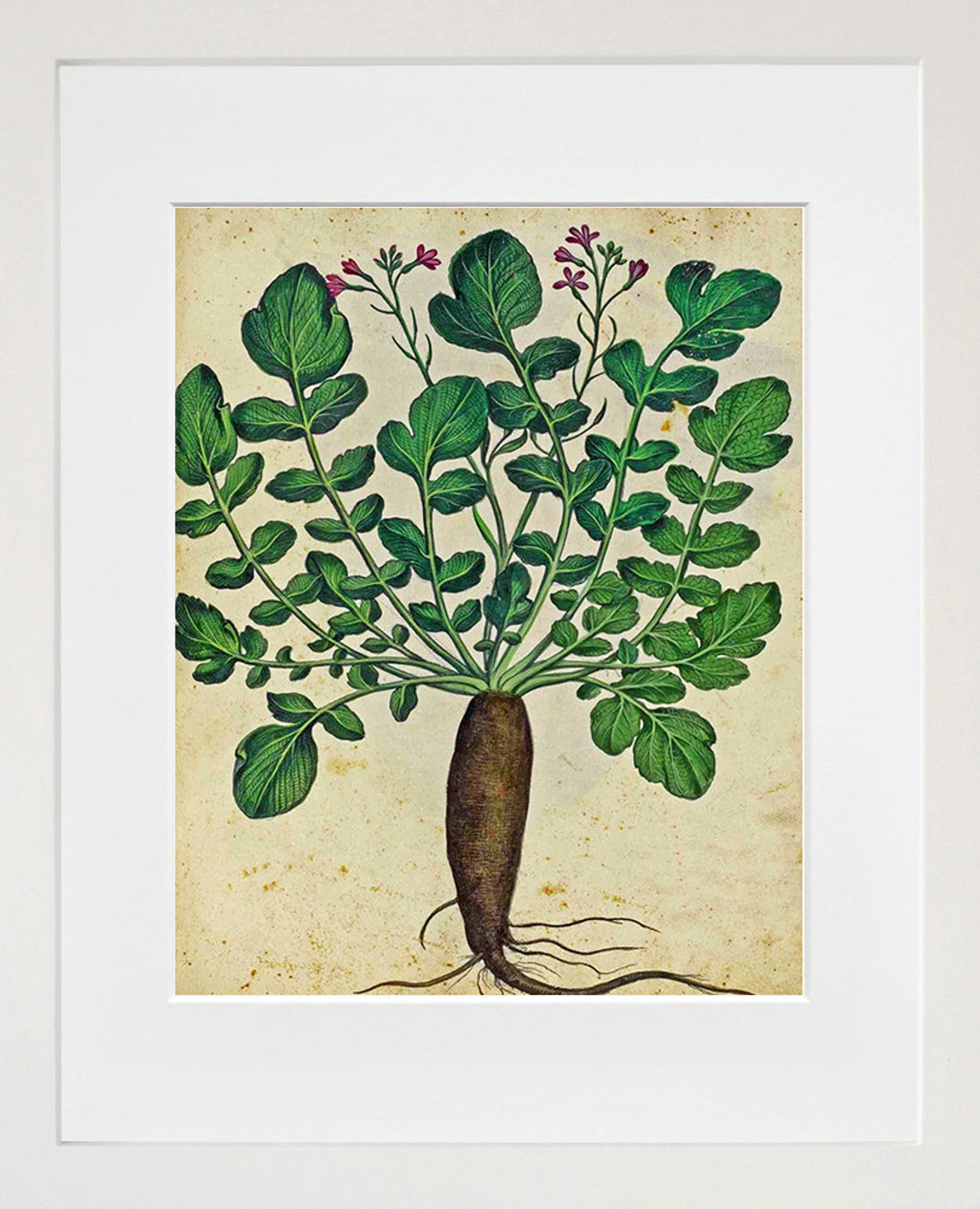 Parsnips Vintage Botanical Illustration Root Vegetable Art Poster