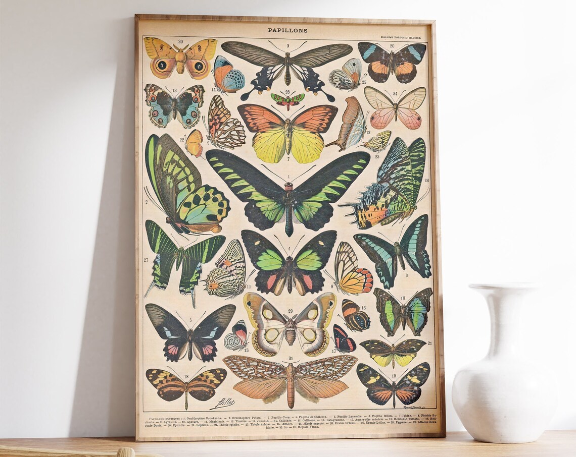Adolphe Milliot Vintage Butterflies Art Poster