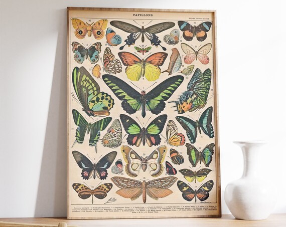 Adolphe Milliot Vintage Butterflies Art Poster