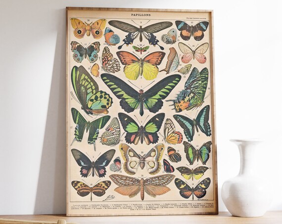 Adolphe Milliot Vintage Butterfly Poster, Wildlife Botanical