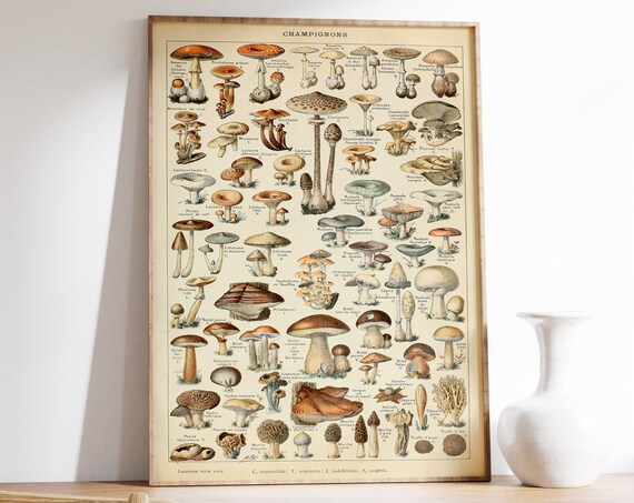 Adolphe Milliot Vintage Mushroom Art Print