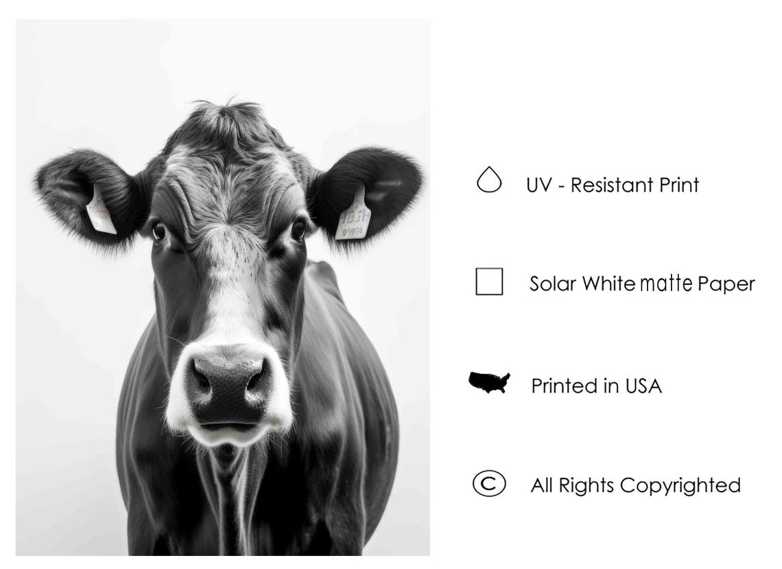 Curious Cow Face Close Up Front View Black and White Art Poster - Image 2