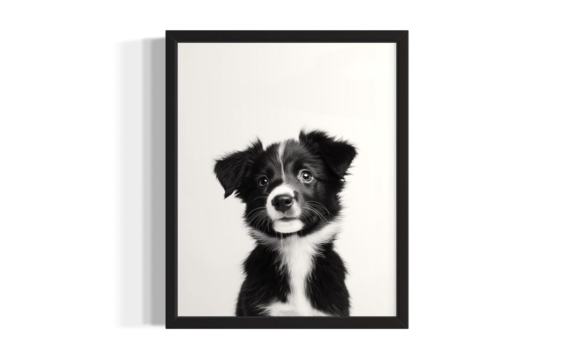 Australian Shepherd Puppy Black And White Portrait Cute Dog Poster