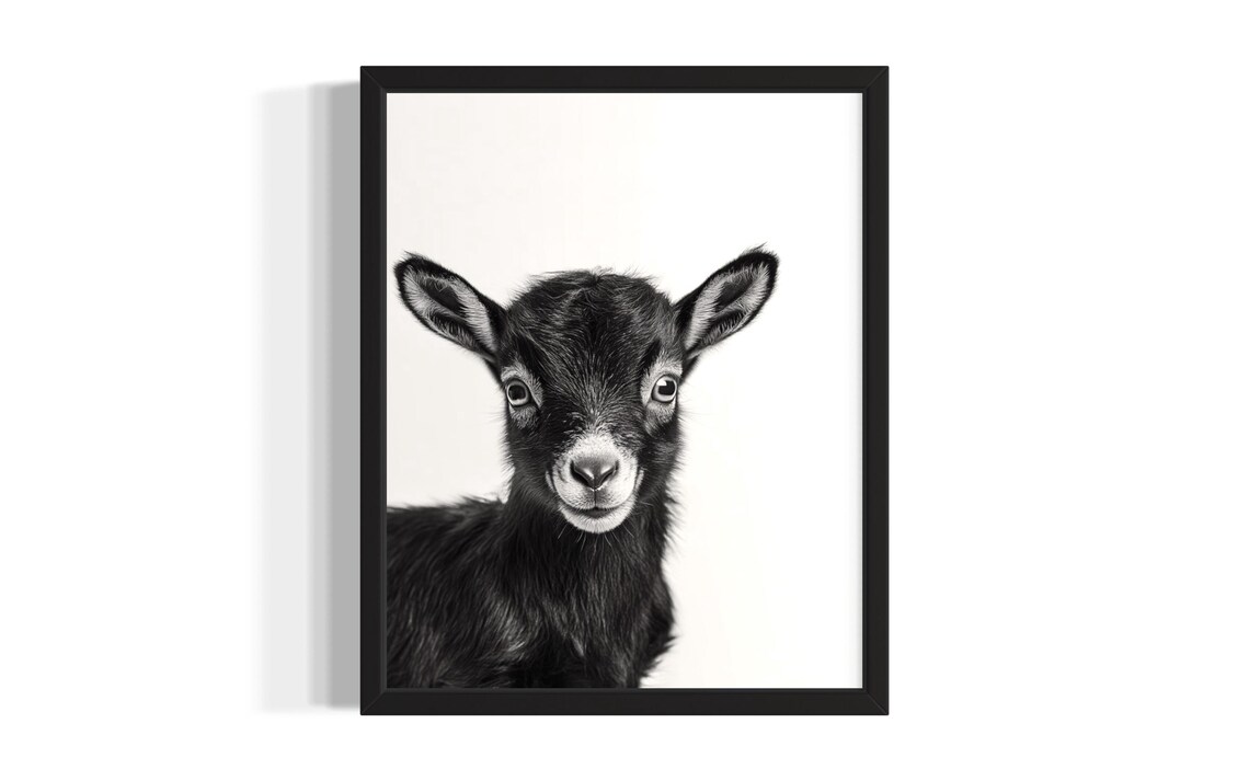 Cute Baby Goat Black and White Close Up Nursery Animal Poster