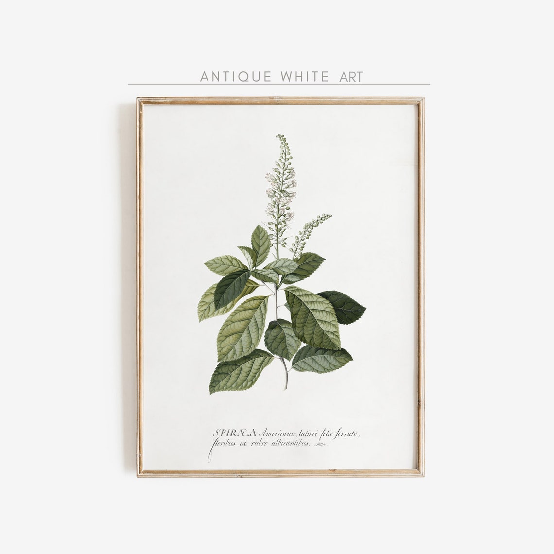 Antique Meadowsweet Botanical Study Vintage White Flower Wall Art